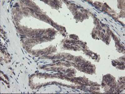 Immunohistochemistry-Paraffin: ACBD3 Antibody (3A1) [NBP2-03720] - Staining of paraffin-embedded Human prostate tissue using anti-ACBD3 mouse monoclonal antibody.