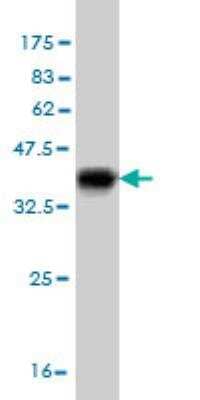 Western Blot: ACBD3 Antibody (5F12) [H00064746-M03-100ug] - detection against Immunogen (36.63 KDa) .