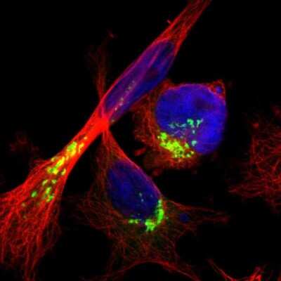 Immunocytochemistry/Immunofluorescence: ACBD3 Antibody [NBP1-83379] - Immunofluorescent staining of human cell line U-251 MG shows localization to the Golgi apparatus.