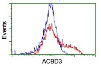 Flow Cytometry: ACBD3 Antibody (OTI1G2) - Azide and BSA Free [NBP2-72148] - Analysis of HEK293T cells transfected with either overexpress plasmid(Red) or empty vector control plasmid(Blue) were immunostaining by ACBD3 antibody, and then analyzed by flow cytometry.