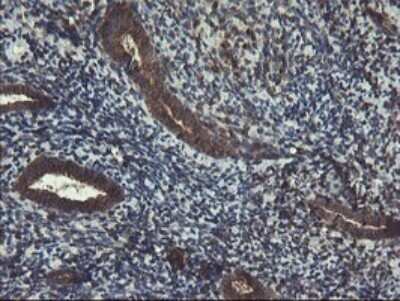 Immunohistochemistry: ACBD3 Antibody (OTI1G2) - Azide and BSA Free [NBP2-72148] - Analysis of Human endometrium tissue.