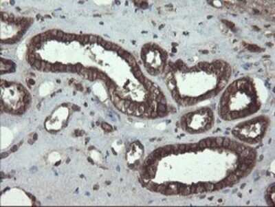 Immunohistochemistry: ACBD3 Antibody (OTI1G2) - Azide and BSA Free [NBP2-72148] - Analysis of Human Kidney tissue.