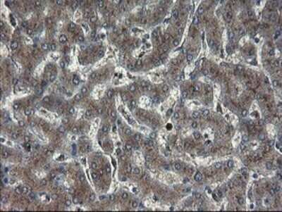 Immunohistochemistry: ACBD3 Antibody (OTI1G2) - Azide and BSA Free [NBP2-72148] - Analysis of Human liver tissue.