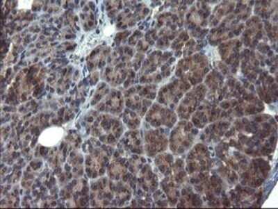 Immunohistochemistry: ACBD3 Antibody (OTI1G2) - Azide and BSA Free [NBP2-72148] - Analysis of Human pancreas tissue.