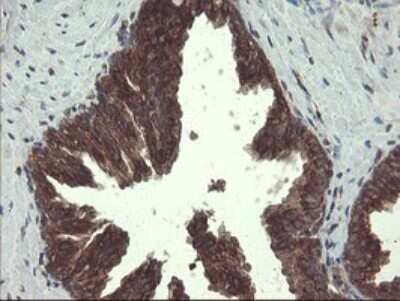 Immunohistochemistry: ACBD3 Antibody (OTI1G2) - Azide and BSA Free [NBP2-72148] - Analysis of Human prostate tissue.