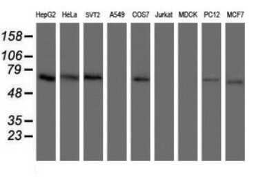 Western Blot: ACBD3 Antibody (OTI1G2) - Azide and BSA Free [NBP2-72148] - Analysis of extracts (35ug) from 9 different cell lines. (HepG2: human; HeLa: human; SVT2: mouse; A549: human; COS7: monkey; Jurkat: human; MDCK: canine; PC12: rat; MCF7: human).