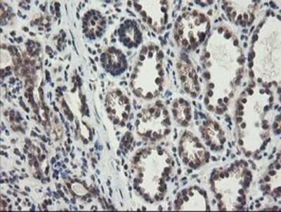 Immunohistochemistry: ACBD3 Antibody (OTI3A1) - Azide and BSA Free [NBP2-72149] - Staining of paraffin-embedded Human breast tissue using anti-ACBD3 mouse monoclonal antibody.