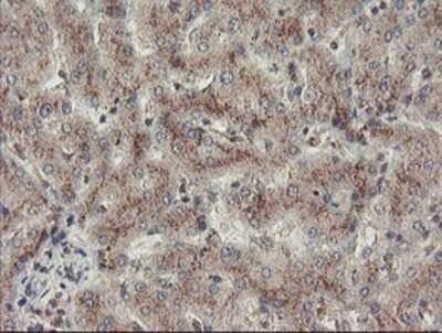 Immunohistochemistry: ACBD3 Antibody (OTI3A1) - Azide and BSA Free [NBP2-72149] - Staining of paraffin-embedded Human liver tissue using anti-ACBD3 mouse monoclonal antibody.