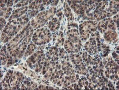 Immunohistochemistry: ACBD3 Antibody (OTI3A1) - Azide and BSA Free [NBP2-72149] - Staining of paraffin-embedded Human pancreas tissue using anti-ACBD3 mouse monoclonal antibody.