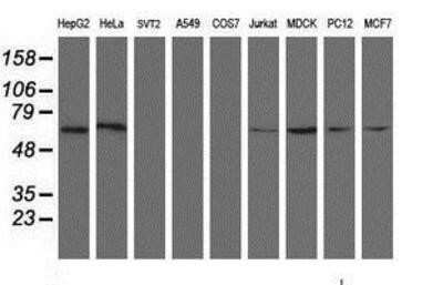 Western Blot: ACBD3 Antibody (OTI3A1) - Azide and BSA Free [NBP2-72149] - Analysis of extracts (35ug) from 9 different cell lines by using anti-ACBD3 monoclonal antibody (HepG2: human; HeLa: human; SVT2: mouse; A549: human; COS7: monkey; Jurkat: human; MDCK: canine; PC12: rat; MCF7: human).