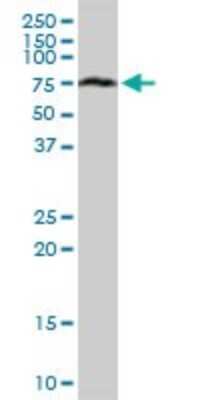 Western Blot: ACBD3 Antibody [H00064746-B01P] - Analysis of ACBD3 expression in HeLa.