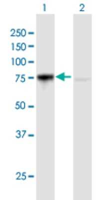 Western Blot: ACBD3 Antibody [H00064746-B01P] - Analysis of ACBD3 expression in transfected 293T cell line by ACBD3 polyclonal antibody.  Lane1:ACBD3 transfected lysate(58.08 KDa). Lane2:Non-transfected lysate.