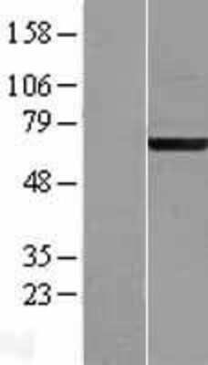 Western Blot: ACBD3 Overexpression Lysate (Adult Normal) [NBL1-07226] Left-Empty vector transfected control cell lysate (HEK293 cell lysate); Right -Over-expression Lysate for ACBD3.