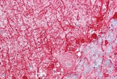 Immunohistochemistry-Paraffin: ACBP Antibody [NBP1-54806] - Human Brain, cerebellum tissue at an antibody concentration of 5ug/ml.