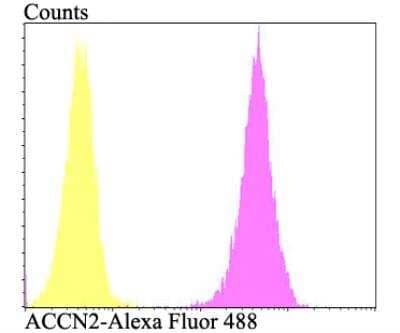Flow Cytometry: ACCN2 Antibody [NBP2-76909] - Flow cytometric analysis of SH-SY-5Y cells with ACCN2 antibody at 1/100 dilution (fuchsia) compared with an unlabelled control (cells without incubation with primary antibody; yellow). Alexa Fluor 488-conjugated goat anti-rabbit IgG was used as the secondary antibody.