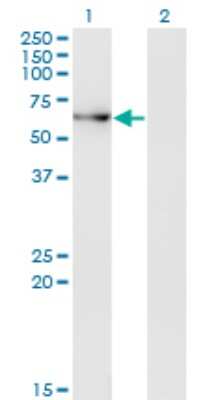 Western Blot: ACD Antibody (1C11-1A7) [H00065057-M01] - Analysis of ACD expression in transfected 293T cell line by ACD monoclonal antibody (M01), clone 1C11-1A7.Lane 1: ACD transfected lysate (Predicted MW: 57.7 KDa).Lane 2: Non-transfected lysate.