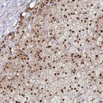 Immunohistochemistry-Paraffin: ACD Antibody [NBP2-33839] - Staining of human adrenal gland shows strong nuclear positivity in glandular cells.