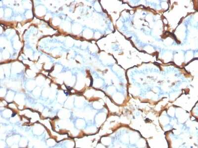 Immunohistochemistry-Paraffin: ACE/CD143 Antibody (ACE/3765) - Azide and BSA Free [NBP3-08497] - Formalin-fixed, paraffin-embedded human small intestine stained with ACE/CD143 Mouse Monoclonal Antibody (ACE/3765).