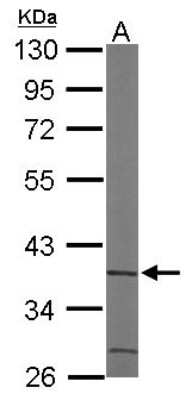 Western Blot: ACMSD Antibody [NBP1-33499] - Sample (50 ug of whole cell lysate) A: Mouse brain 10% SDS PAGE; antibody diluted at 1:1000.