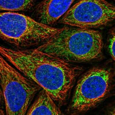 Immunocytochemistry/ Immunofluorescence ACN9 Antibody