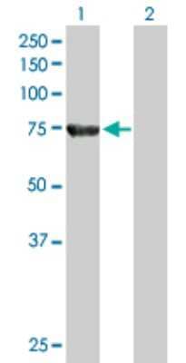 Western Blot: ACOX2 Antibody [H00008309-B01P] - Analysis of ACOX2 expression in transfected 293T cell line by ACOX2 polyclonal antibody.  Lane 1: ACOX2 transfected lysate(74.91 KDa). Lane 2: Non-transfected lysate.