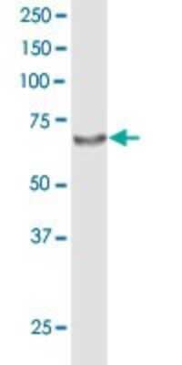 Western Blot: ACOX2 Antibody [H00008309-D01P] - Analysis of ACOX2 expression in mouse liver.