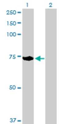 Western Blot: ACOX2 Antibody [H00008309-D01P] - Analysis of ACOX2 expression in transfected 293T cell line by ACOX2 polyclonal antibody.Lane 1: ACOX2 transfected lysate(76.80 KDa).Lane 2: Non-transfected lysate.