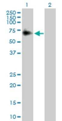 Western Blot: ACP2 Antibody [H00000053-D01P] - Analysis of ACP2 expression in transfected 293T cell line by ACP2 polyclonal antibody.Lane 1: ACP2 transfected lysate(48.30 KDa).Lane 2: Non-transfected lysate.