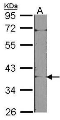 Western Blot: TRACP/PAP/ACP5 Antibody [NBP1-31535] - NIH-3T3, with 10% SDS PAGE, diluted at 1:1000.