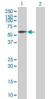Western Blot: ACP6 Antibody [H00051205-B01P] - Analysis of ACP6 expression in transfected 293T cell line by ACP6 polyclonal antibody.  Lane 1: ACP6 transfected lysate(47.08 KDa). Lane 2: Non-transfected lysate.
