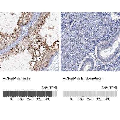 Immunohistochemistry-Paraffin: ACRBP Antibody [NBP1-85408] - Staining in human testis and endometrium tissues using anti-ACRBP antibody. Corresponding ACRBP RNA-seq data are presented for the same tissues.