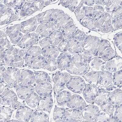 Immunohistochemistry-Paraffin: ACRC Antibody [NBP3-17118] - Staining of human stomach shows low expression as expected.