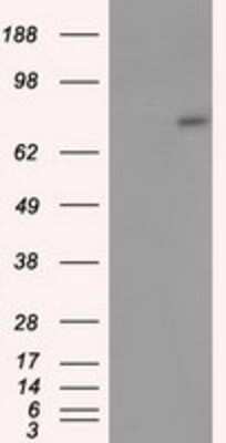 Western Blot: ACSBG1 Antibody (OTI1D8) - Azide and BSA Free [NBP2-71731] - HEK293T cells were transfected with the pCMV6-ENTRY control (Left lane) or pCMV6-ENTRY ACSBG1 (Right lane) cDNA for 48 hrs and lysed. Equivalent amounts of cell lysates (5 ug per lane) were separated by SDS-PAGE and immunoblotted with anti-ACSBG1.