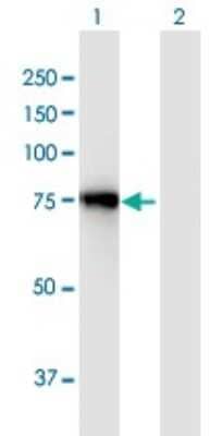 Western Blot: ACSL3 Antibody [H00002181-B01P] - Western Blot analysis of ACSL3 expression in transfected 293T cell line by ACSL3 MaxPab polyclonal antibody. Lane 1: ACSL3 transfected lysate (79. 2 KDa). Lane 2: Non-transfected lysate.