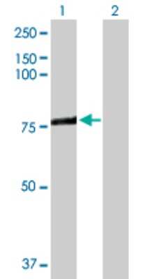 Western Blot: ACSL3 Antibody [H00002181-D01P] - Analysis of ACSL3 expression in transfected 293T cell line by ACSL3 polyclonal antibody.Lane 1: ACSL3 transfected lysate(80.40 KDa).Lane 2: Non-transfected lysate.