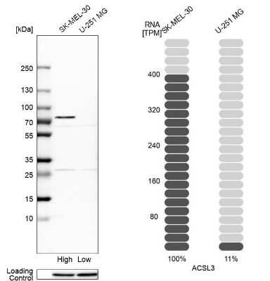 Western Blot ACSL3 Antibody - BSA Free