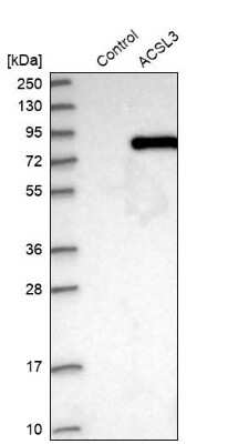 <b>Orthogonal Strategies Validation. </b>Western Blot: ACSL3 Antibody [NBP1-89268] - Analysis in control (vector only transfected HEK293T lysate) and ACSL3 over-expression lysate (Co-expressed with a C-terminal myc-DDK tag (3.1 kDa) in mammalian HEK293T cells).