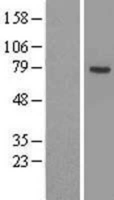 Western Blot ACSL3 Overexpression Lysate