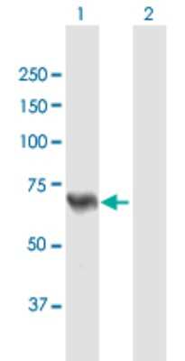 Western Blot: ACSL5 Antibody [H00051703-B01P] - Analysis of ACSL5 expression in transfected 293T cell line by ACSL5 polyclonal antibody.  Lane 1: ACSL5 transfected lysate(81.29 KDa). Lane 2: Non-transfected lysate.