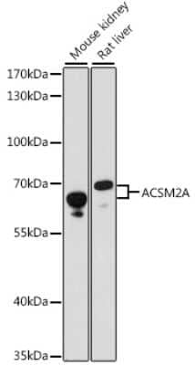 Western Blot ACSM2A Antibody - Azide and BSA Free