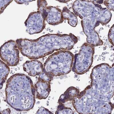 Immunohistochemistry-Paraffin: ACSS1 Antibody [NBP2-30612] - Staining of human placenta shows high expression.