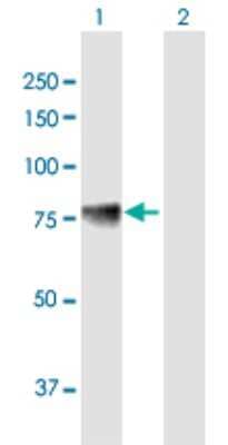 Western Blot: ACSS1 Antibody [H00084532-B01P] - Analysis of ACSS1 expression in transfected 293T cell line by ACSS1 polyclonal antibody.  Lane 1: ACSS1 transfected lysate(75.79 KDa). Lane 2: Non-transfected lysate.