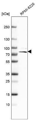 <b>Orthogonal Strategies Validation. </b>Western Blot: ACSS1 Antibody [NBP2-30635] - Analysis in human cell line RPMI-8226.