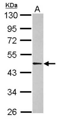 Western Blot: ACTL6B Antibody [NBP2-15269] - Sample (30 ug of whole cell lysate) A: SK-N-SH 10% SDS PAGE; antibody diluted at 1:1000.