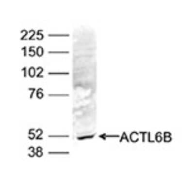 Western Blot: ACTL6B Antibody [NBP3-18635] - Figure 2. Western blot analysis using the antibody directed against ACTL6B Nuclear extracts of HeLa cells (40 ug) were analysed by Western blot using the antibody against ACTL6B diluted 1:1,000 in TBS-Tween containing 5% skimmed milk. The position of the protein of interest (expected size: 47 kDa) is indicated on the right; the marker (in kDa) is shown on the left.