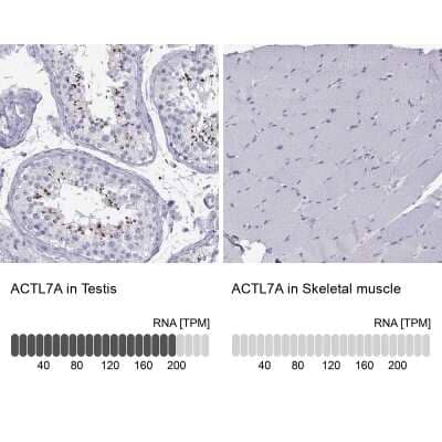 Immunohistochemistry-Paraffin: ACTL7A Antibody [NBP1-86014] - Analysis in human testis and skeletal muscle tissues using NBP1-86014 antibody. Corresponding ACTL7A RNA-seq data are presented for the same tissues.