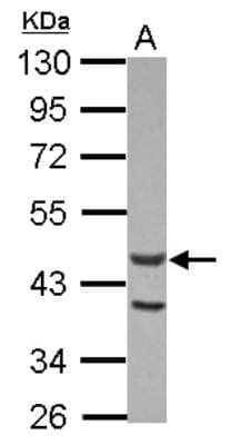 Western Blot: ACTL7A Antibody [NBP2-15270] - Sample (30 ug of whole cell lysate) A: U87-MG 10% SDS PAGE; antibody diluted at 1:1000.