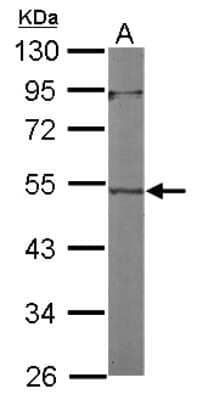 Western Blot: ACTL7A Antibody [NBP2-15271] - Sample (30 ug of whole cell lysate) A: NIH-3T3 10% SDS PAGE; antibody diluted at 1:1000.