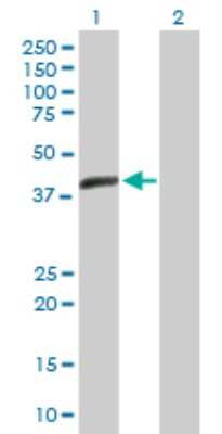 Western Blot: ACTL7B Antibody [H00010880-B01P] - Analysis of ACTL7B expression in transfected 293T cell line by ACTL7B polyclonal antibody.  Lane 1: ACTL7B transfected lysate(45.65 KDa). Lane 2: Non-transfected lysate.