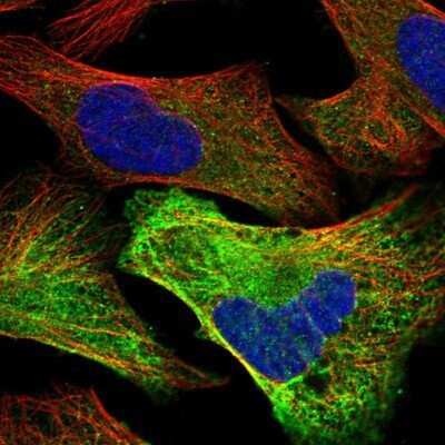 Immunocytochemistry/Immunofluorescence: ACTL8 Antibody [NBP1-85398] - Staining of human cell line U-2 OS shows positivity in cytoplasm. Antibody staining is shown in green.